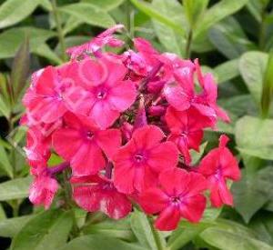 Phlox paniculata 'Orange Perfection'