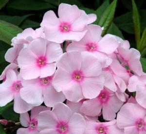 Phlox paniculata 'Sweet Summer (r) Sensation'