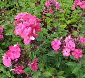 Phlox paniculata 'Tenor'