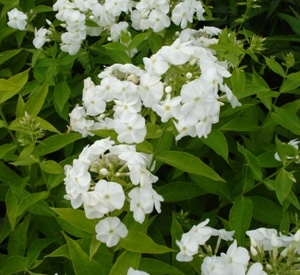 Phlox paniculata 'White Admiral'