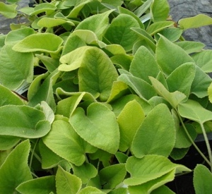 Phlomis russeliana