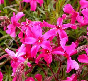 Phlox subulata 'Atropurpurea'