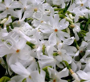 Phlox subulata 'Calvides White'