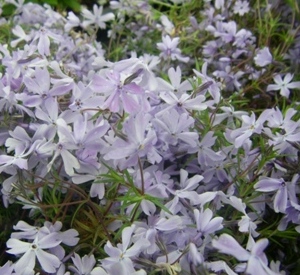 Phlox subulata 'G.F. Wilson'