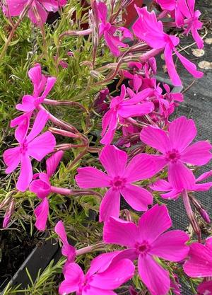 Phlox subulata 'MacDaniel's Cushion'