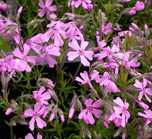 Phlox subulata 'Moerheimii'