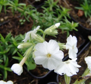 Phlox subulata 'Maischnee'