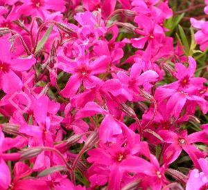 Phlox subulata 'Scarlet Flame'