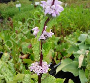 Phlomis tuberosa 'Amazone'