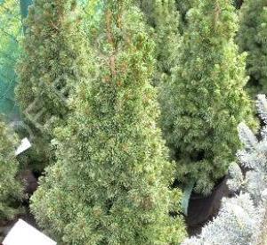 Picea glauca 'Conica'