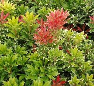 Pieris japonica 'Carnaval'