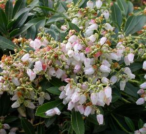 Pieris japonica 'Debutante'