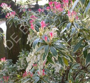 Pieris japonica 'Flaming Silver'