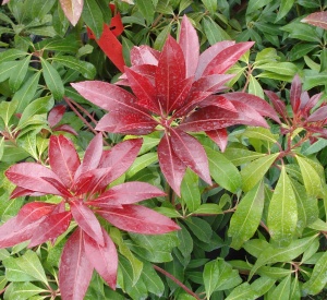 Pieris japonica 'Katsura'