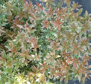 Pieris japonica 'Little Heath'
