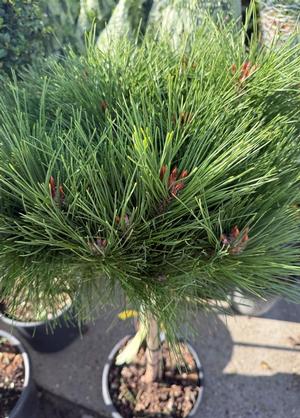 Pinus nigra 'Pierrick Brégeon'