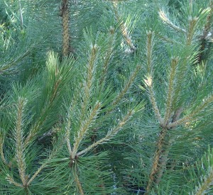 Pinus nigra var. austriaca