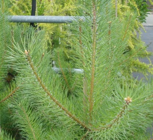 Pinus sylvestris