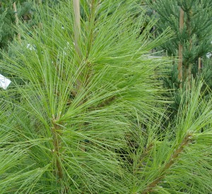 Pinus wallichiana