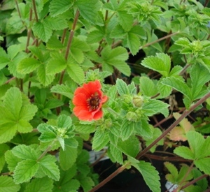 Potentilla 'Gibson's Scarlet'