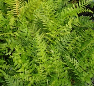 Polystichum braunii