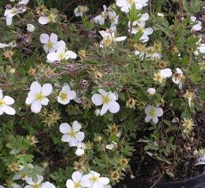 Potentilla fruticosa 'Abbotswood'