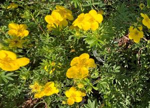 Potentilla fruticosa 'Goldfinger'