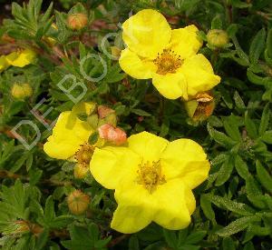 Potentilla fruticosa 'Kobold'