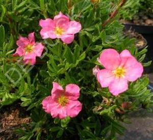 Potentilla fruticosa 'Lovely Pink'