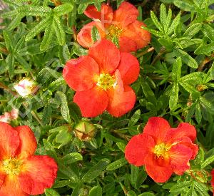 Potentilla fruticosa 'Marian Red Robin'