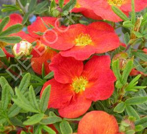 Potentilla fruticosa 'Red Ace'