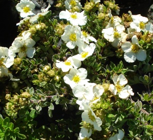 Potentilla fruticosa 'Tilford Cream'