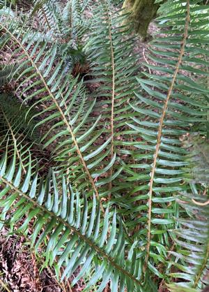 Polystichum munitum
