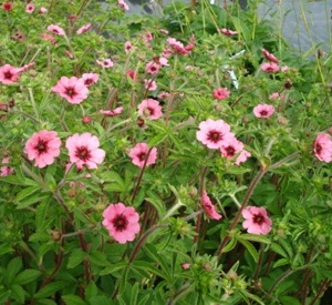 Potentilla nepalensis 'Miss Willmott'