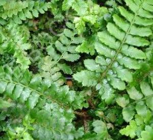 Polystichum polyblepharum