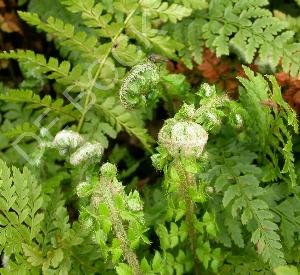 Polystichum setiferum