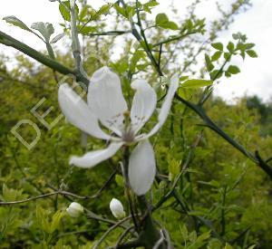 Populus tremula