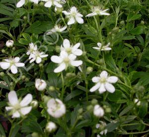 Potentilla tridentata 'Nuuk'