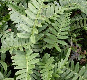 Polypodium vulgare