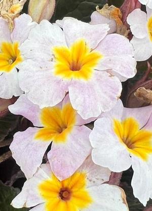 Primula 'Garryarde Guinevere'