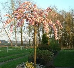 Prunus 'Kiku-shidare-zakura'