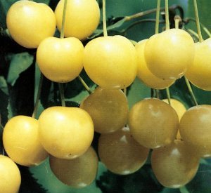 Prunus avium 'Bigarreau Blanc'