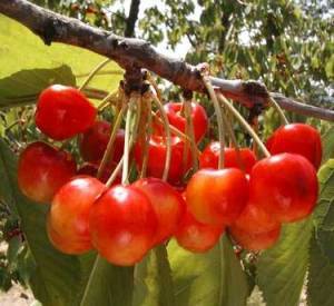 Prunus avium 'Bigarreau Coeur de Pigeon'