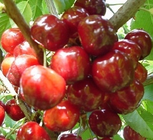 Prunus avium 'Bigarreau Napoleon'