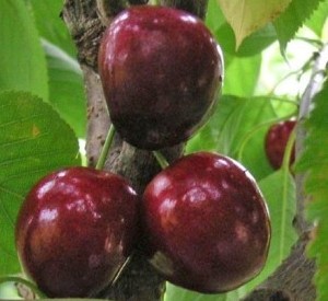 Prunus avium 'Bigarreau Noir'