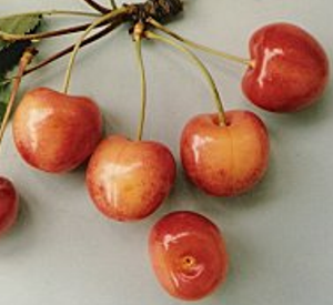 Prunus armeniaca 'Bredase'