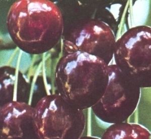 Prunus avium 'Bigarreau Van'