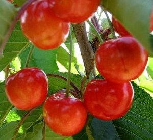 Prunus avium 'Delice de Malicorne'