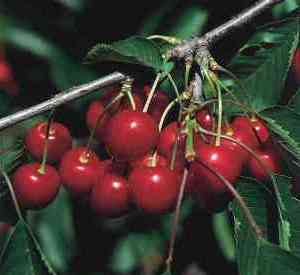Prunus avium 'Hedelfinger'