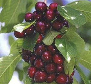 Prunus avium 'Koningskers'